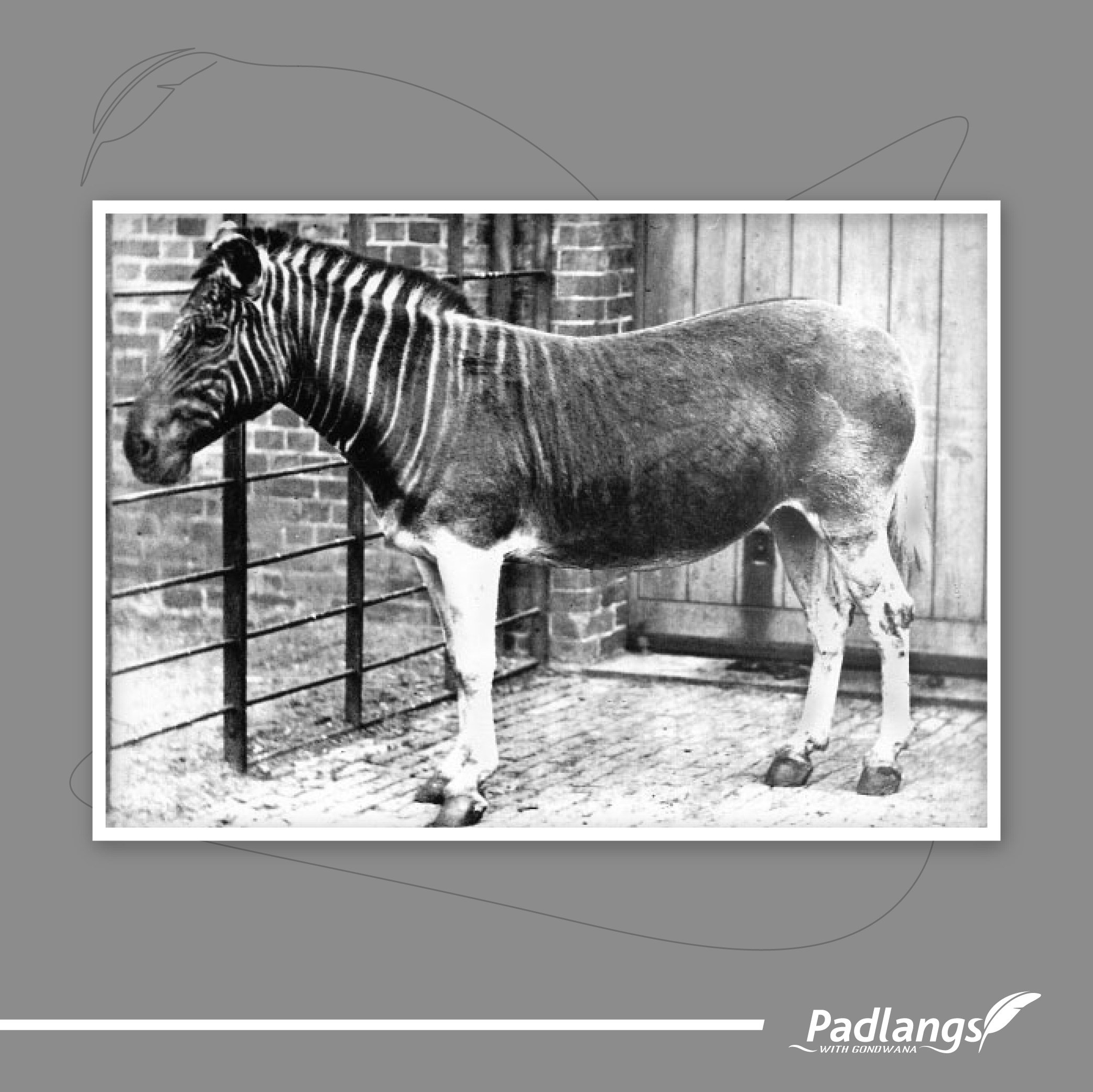 03-31-23_Bringing back the quagga-02