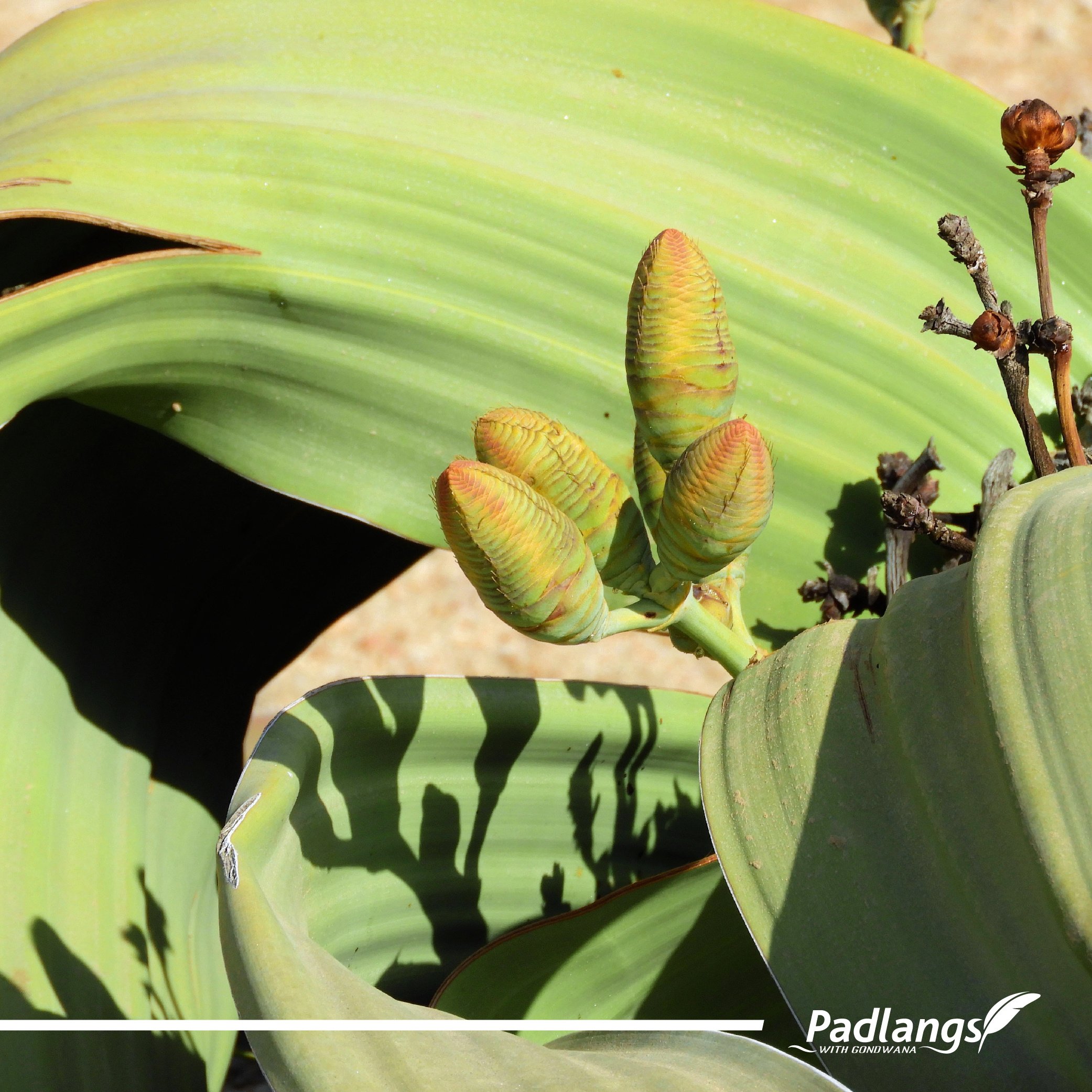 03_Octopus of the Namib - Welwitschia-02