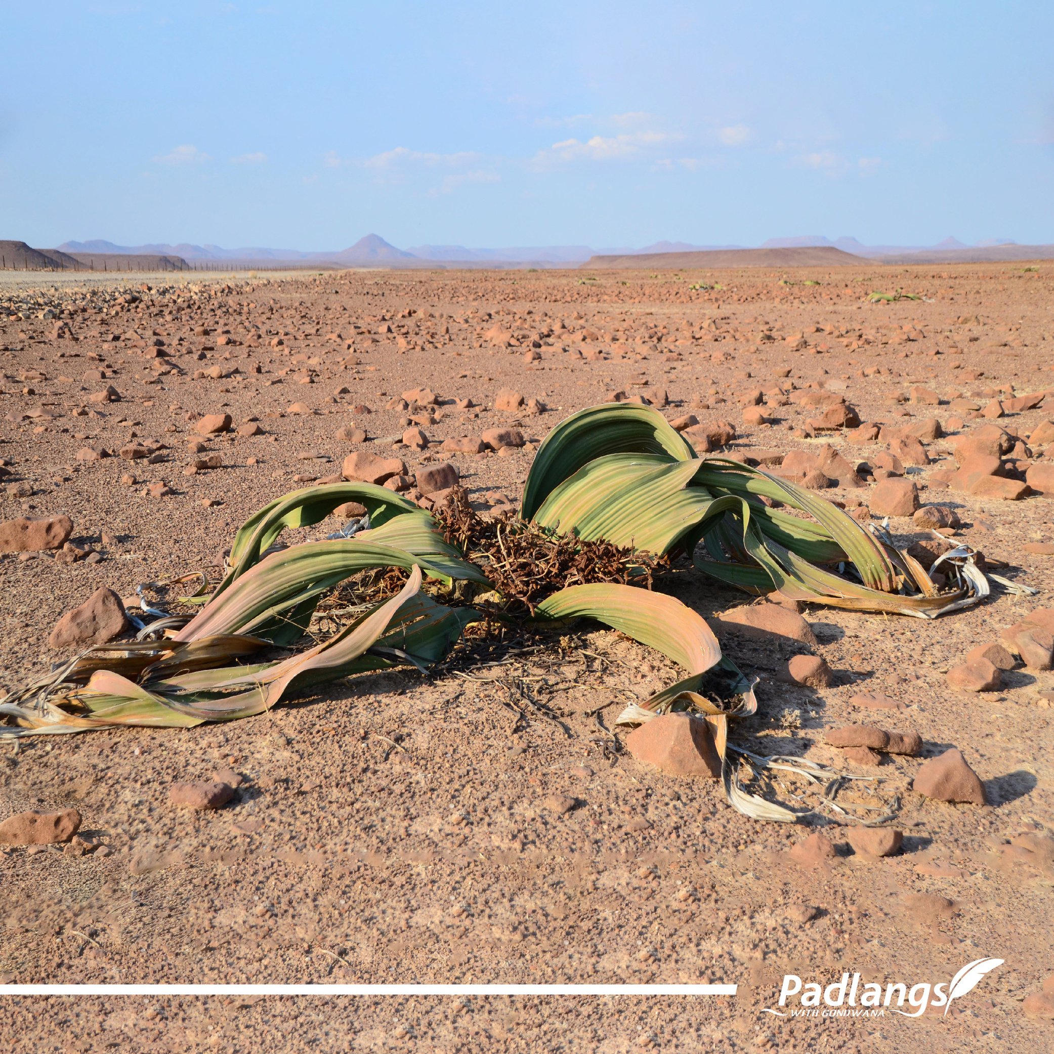 03_Octopus of the Namib - Welwitschia-03