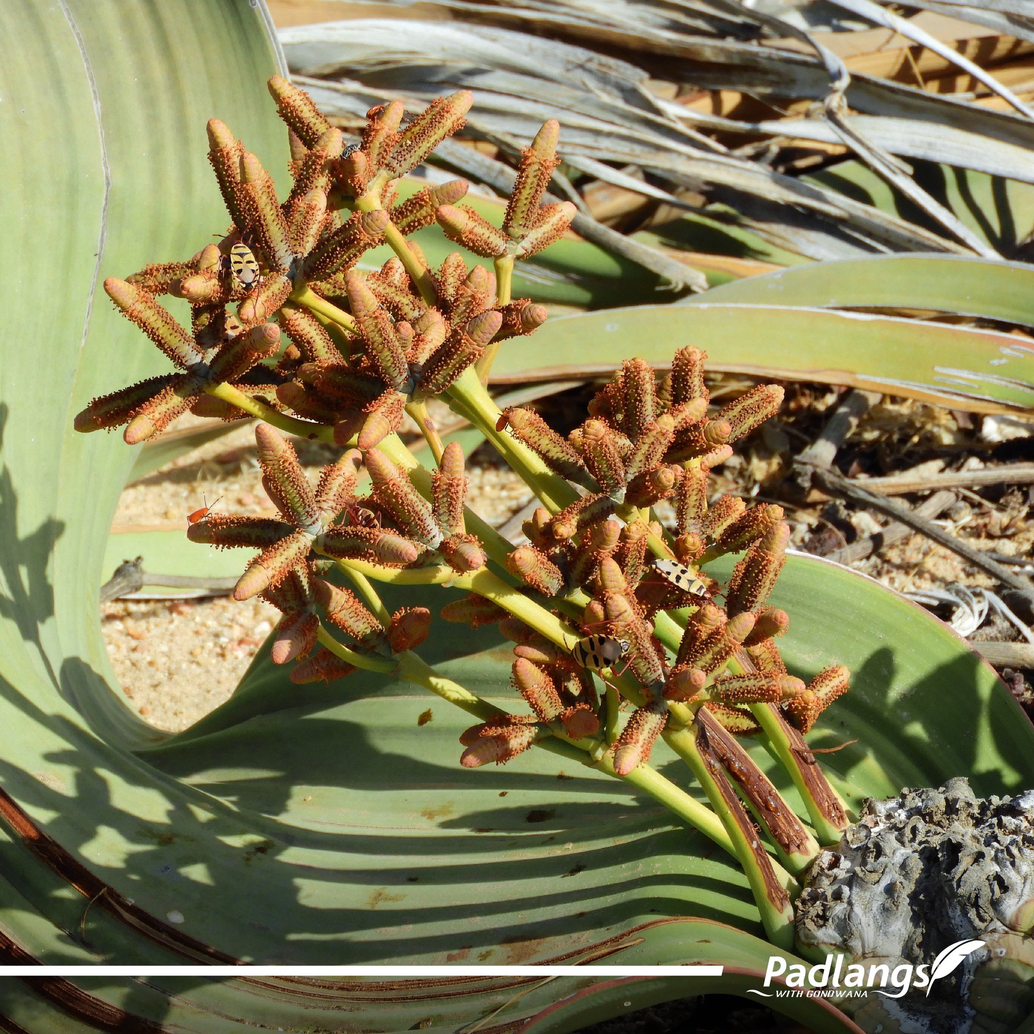 03_Octopus of the Namib - Welwitschia-04