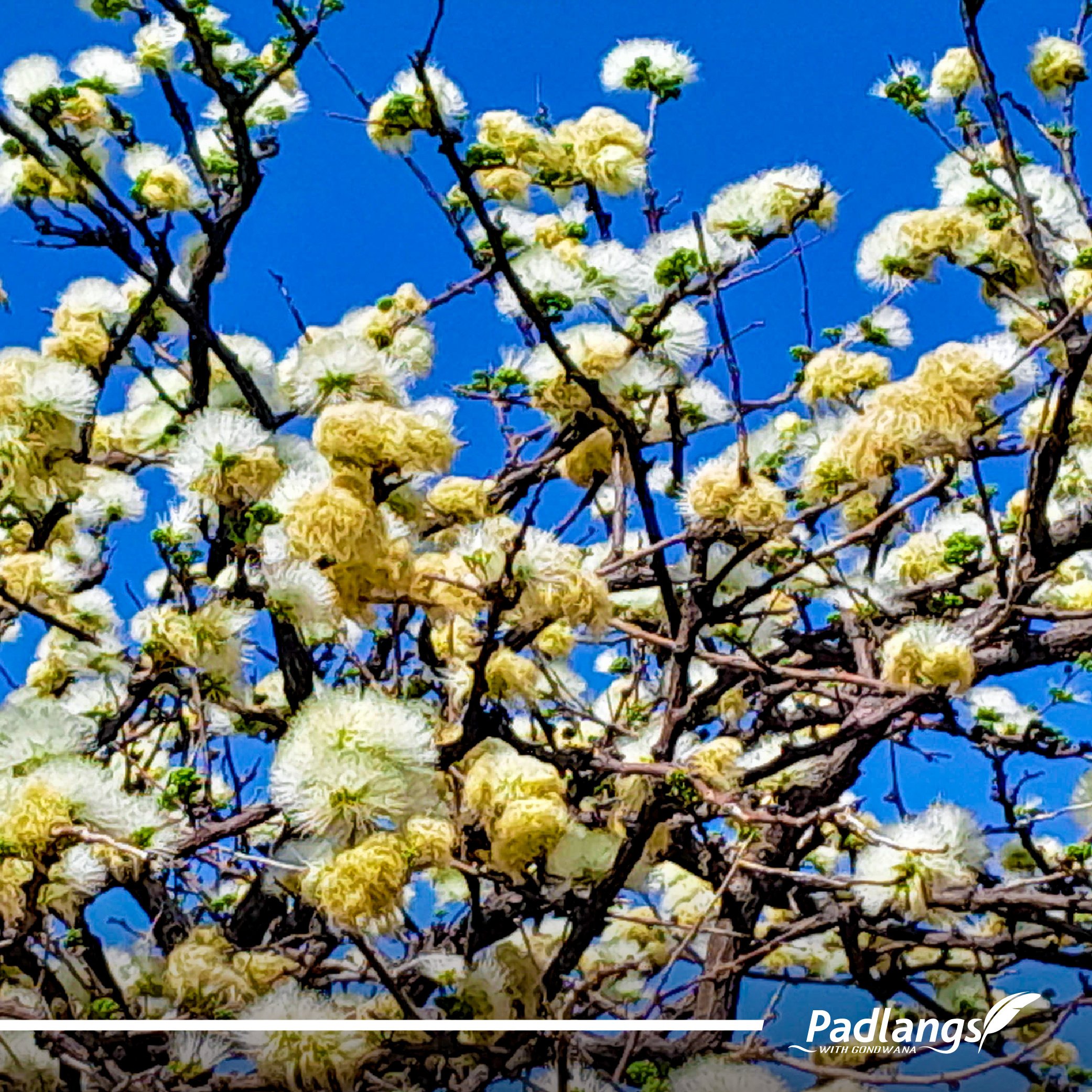 17_Springtime in Namibia-02 (1)