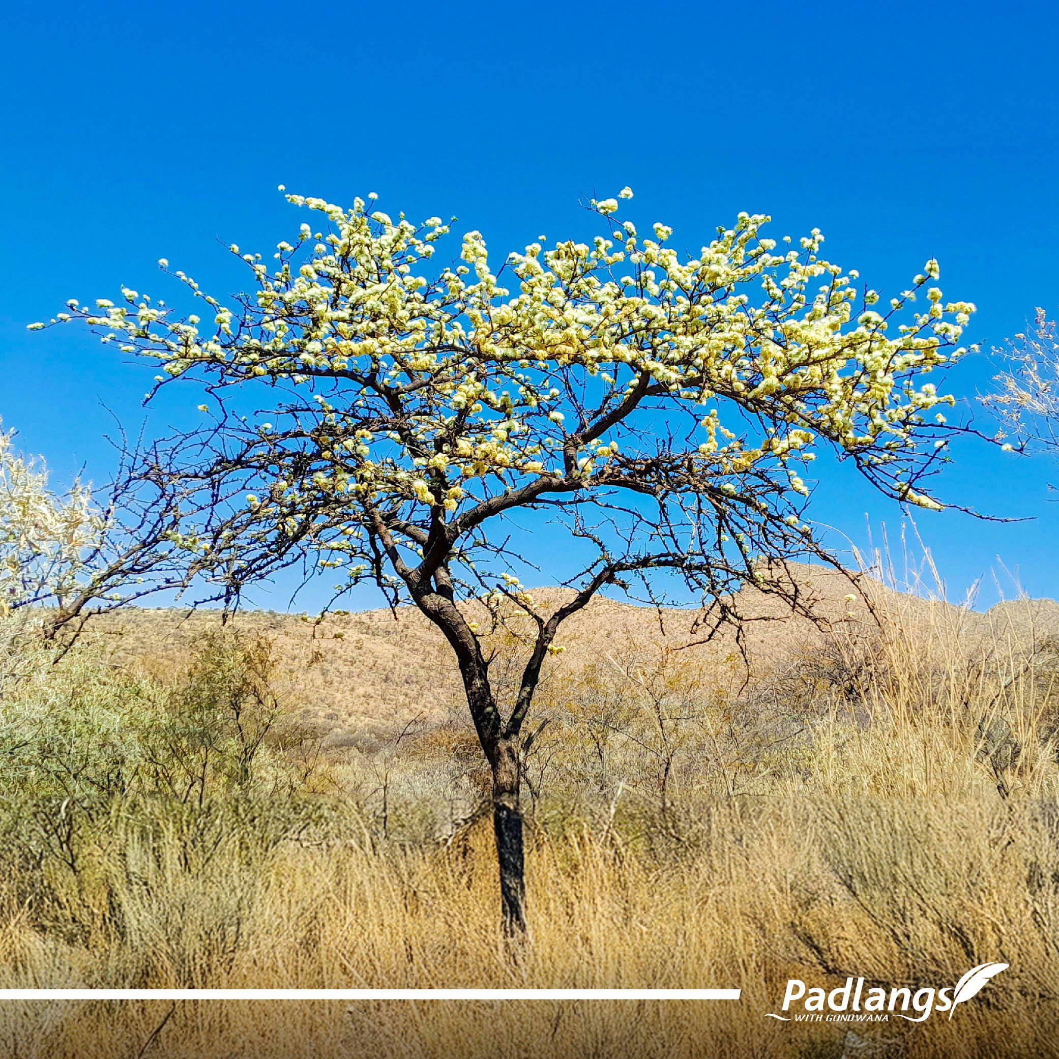 17_Springtime in Namibia-03 (1)