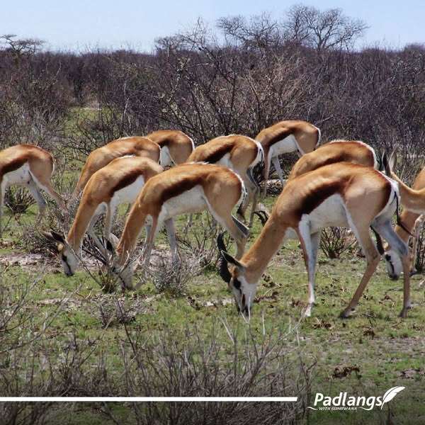 Springboks grazing