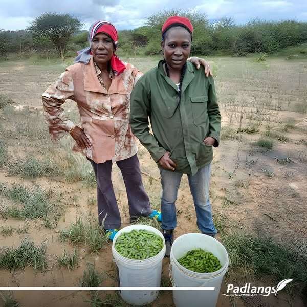 Women Harvesting Mopane Worms, Namibia