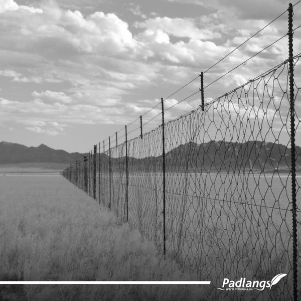  Fencing to close off the massive springbok migrations 