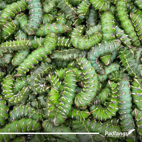 Mopane Worms Namibia