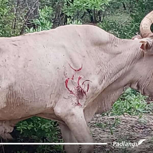 Cow with lion scars