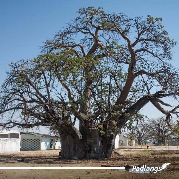 Tree in Tsandi