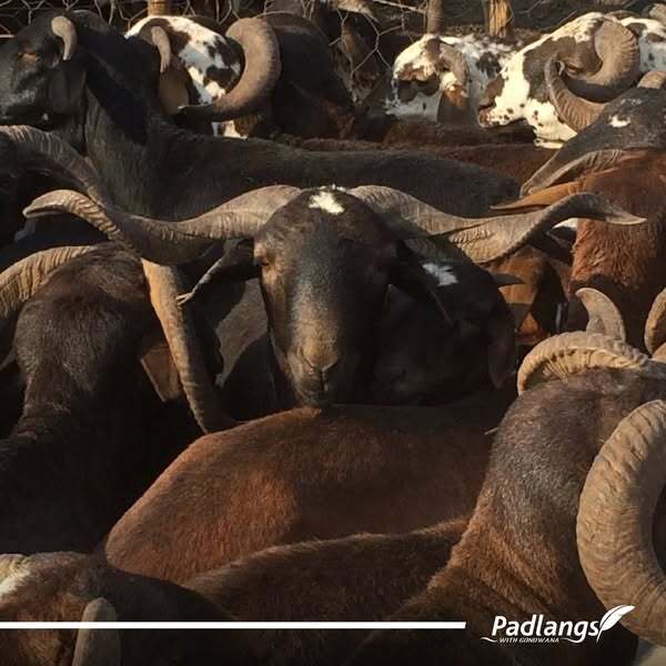 Goats