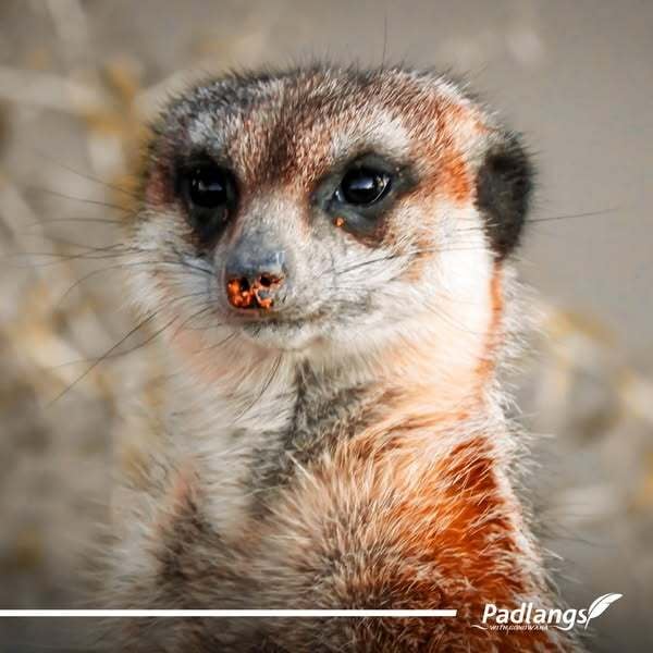 Meerkat