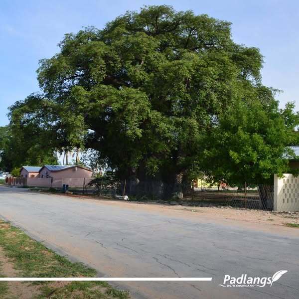 Ombalantu Baobab in Outapi