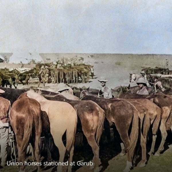 Union horses stationed at Garub