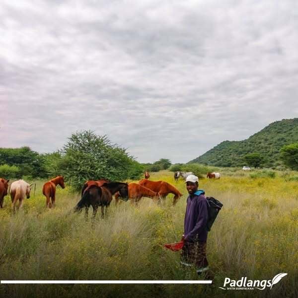 Horses in Kwanyama