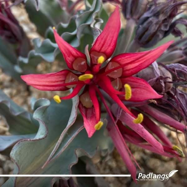 Flowers in Aus