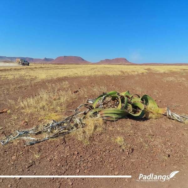 Welwitchia plant