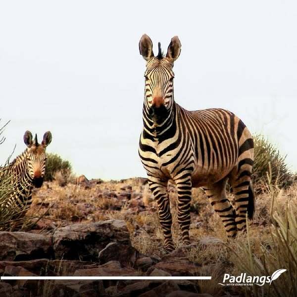 Zebras