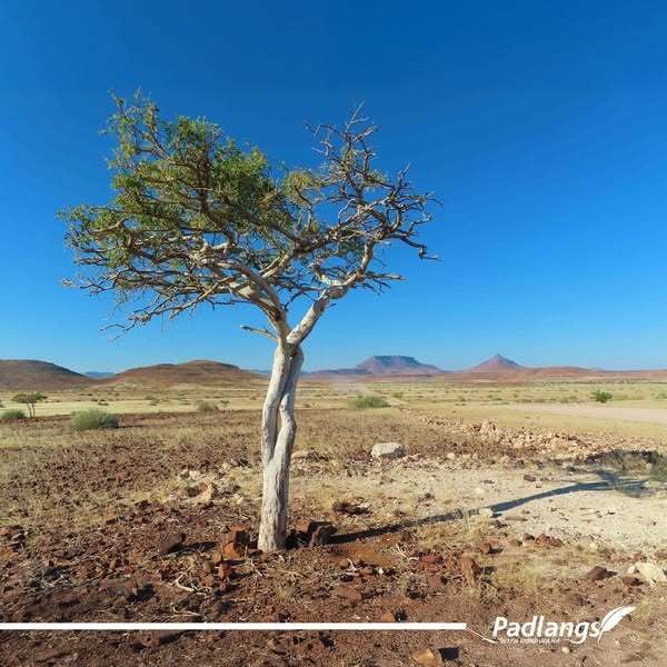 Trees in Skeleton Coast