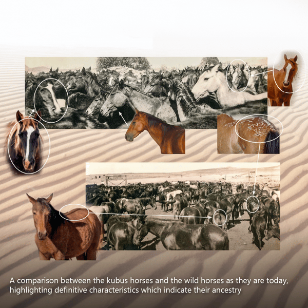 Wild horses