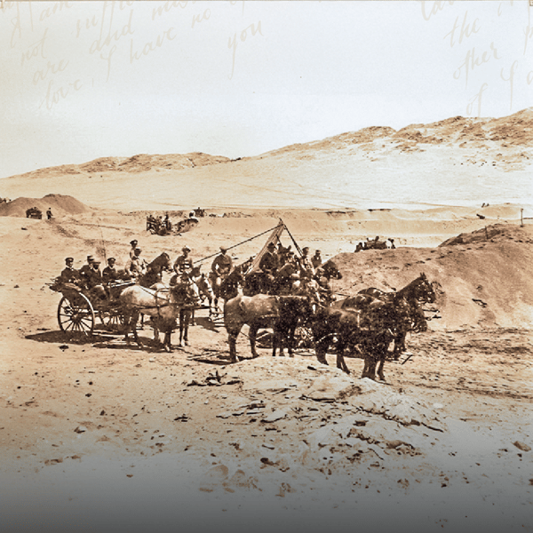 Wild horses