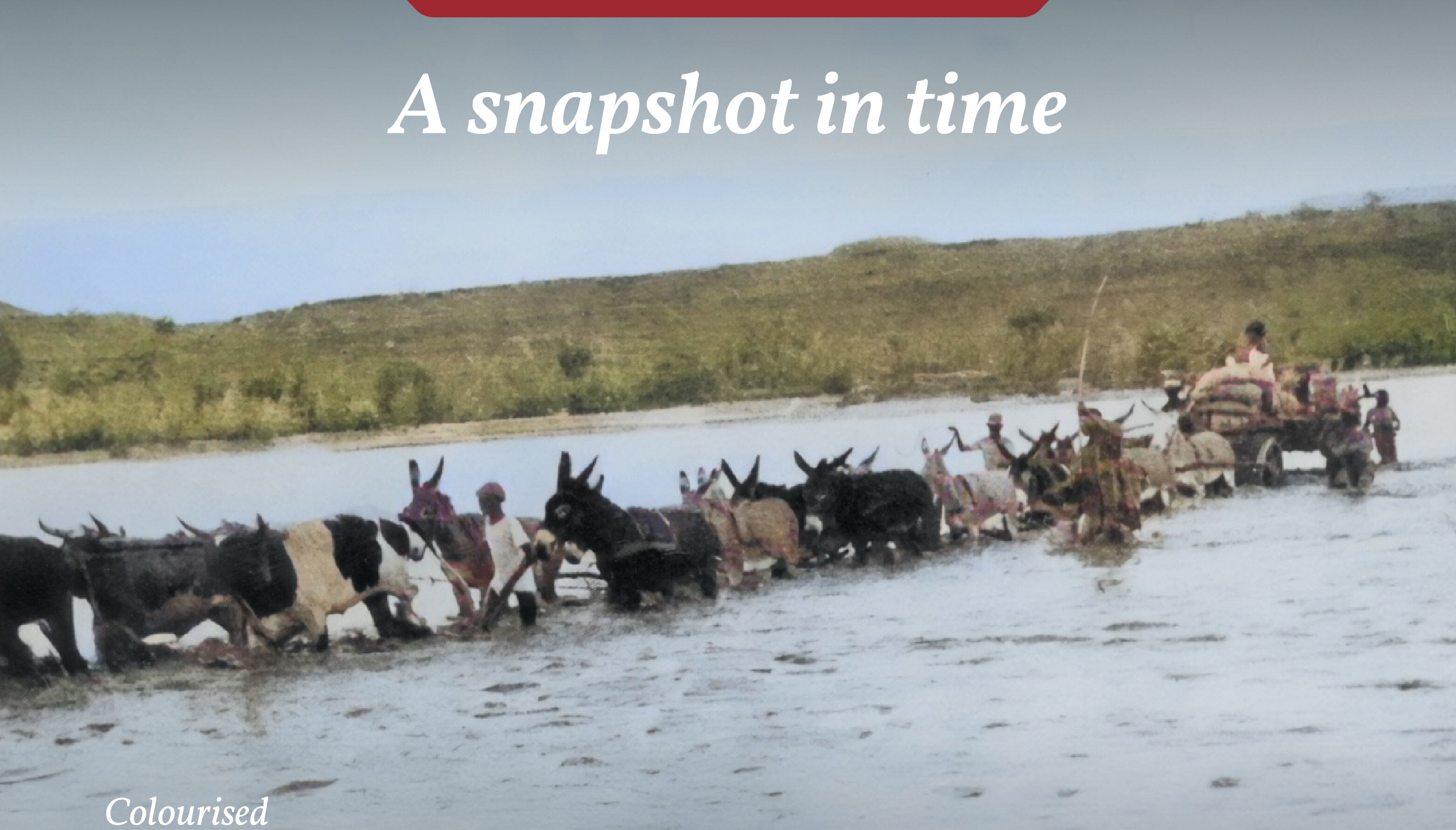  Berseba/Brukkaros area with a wagon with its team of donkeys, mules and oxen fording the Fish River in the 1930s.