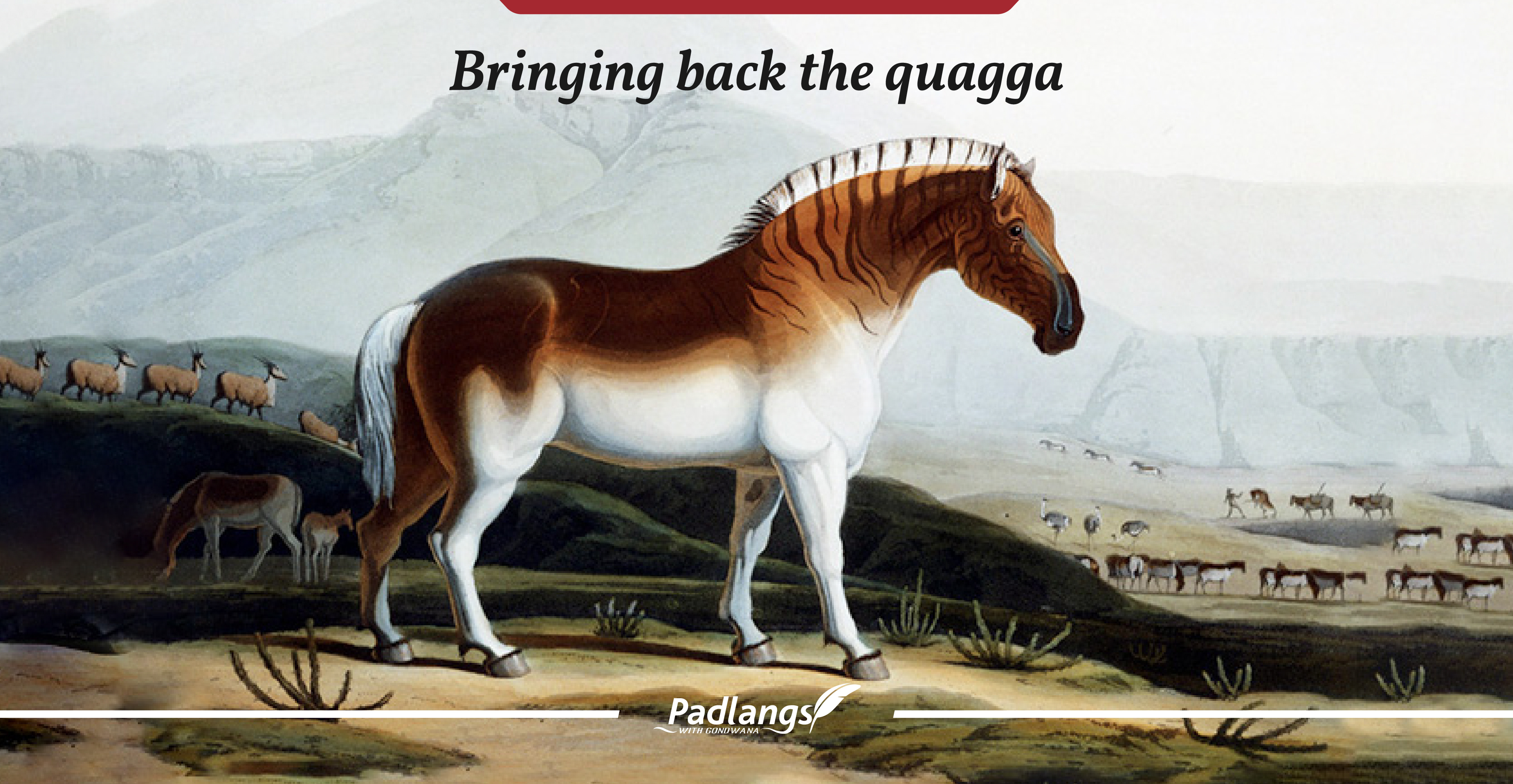 Bring-back-the-quagga