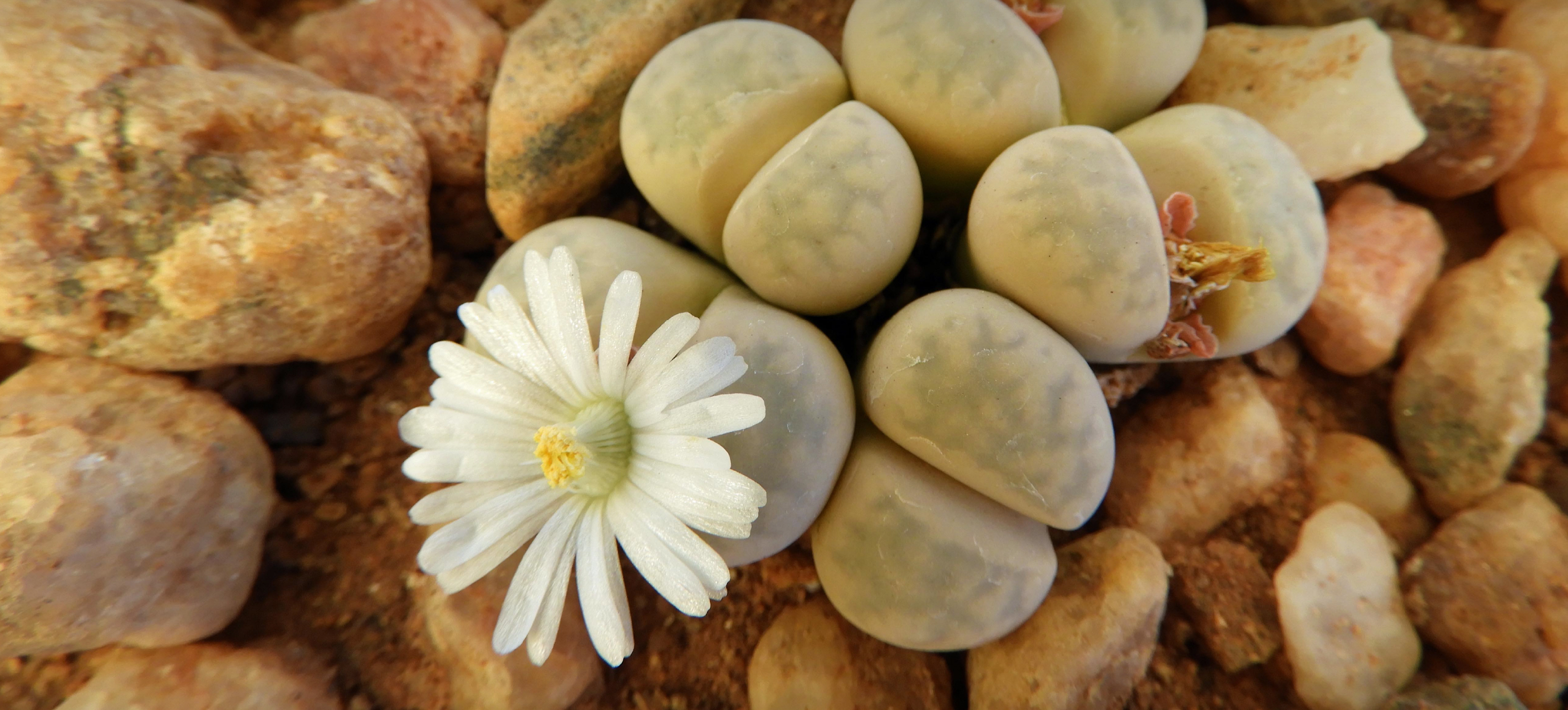 Lithops
