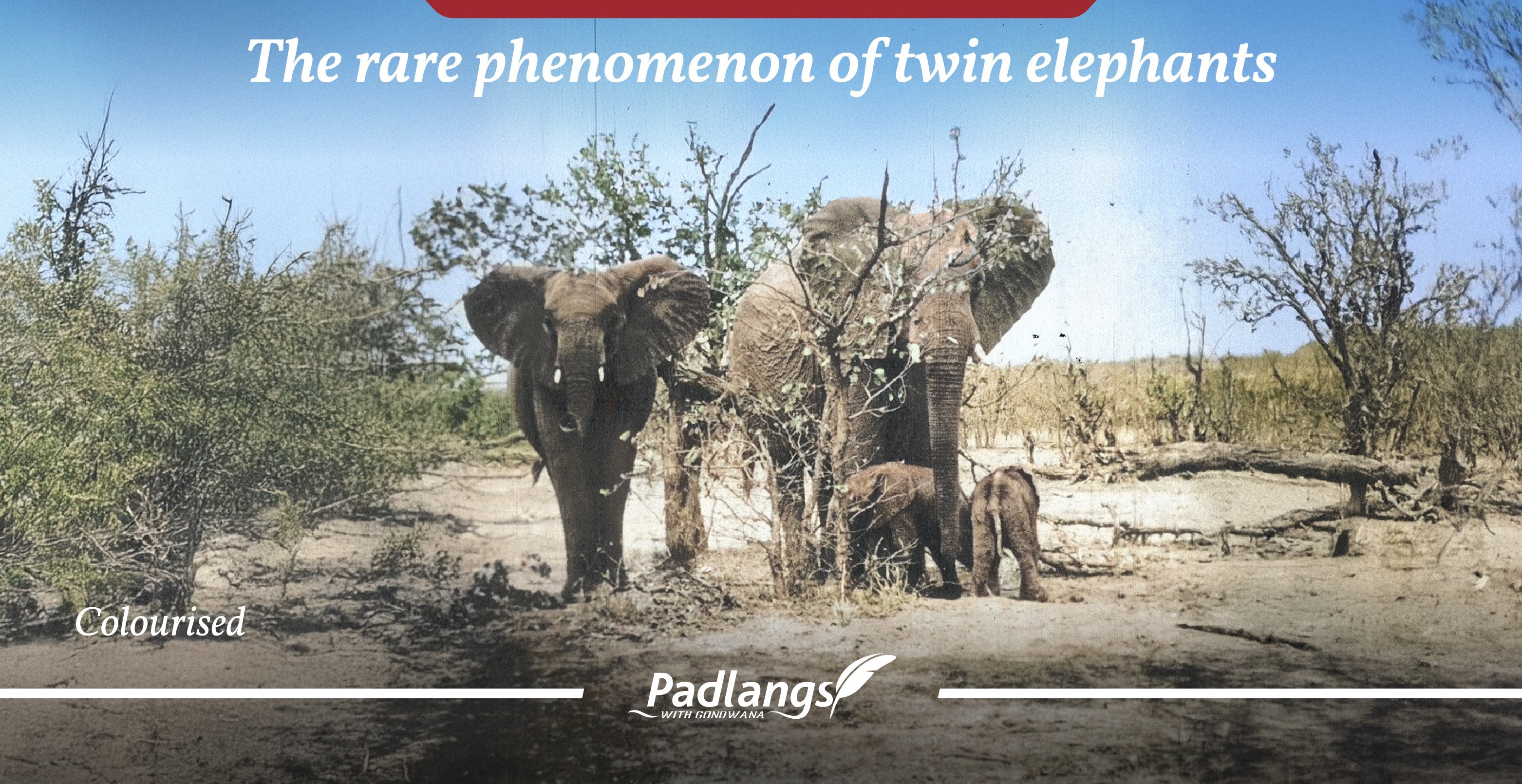 The rare phenomenon of elephant twins