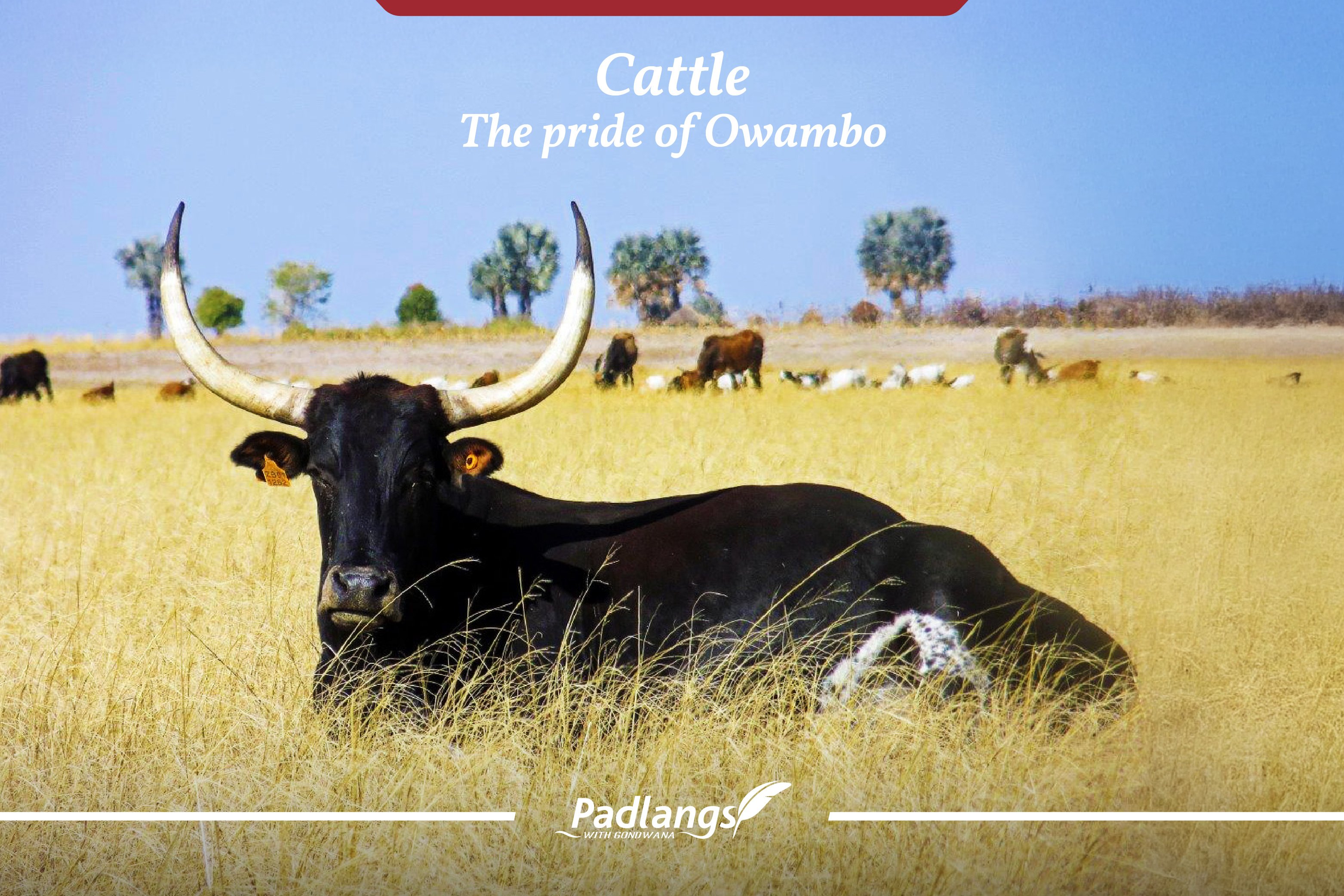 Cattle- The pride of the Owambo