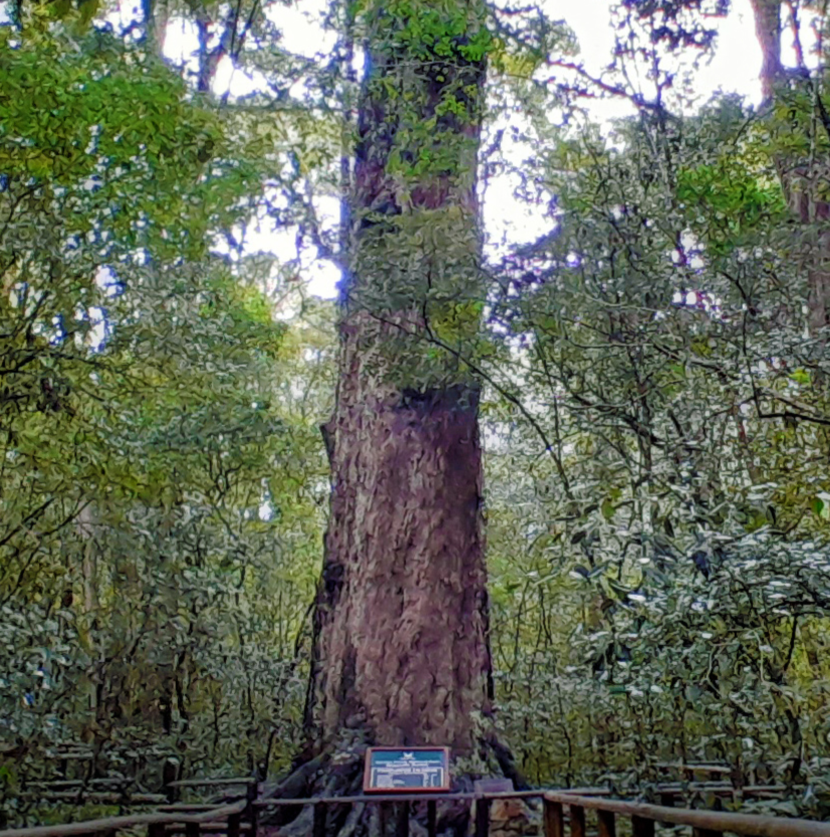 The King Edward VII Tree in South Africa