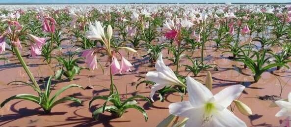 Field of blooming Sandhof lilies in Namibia
