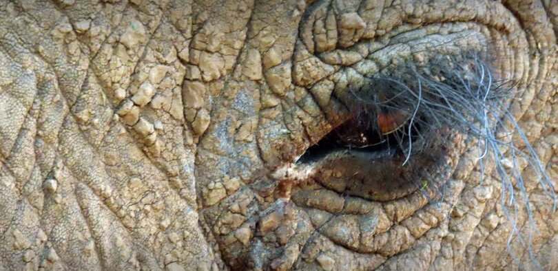 The last Knysna elephant