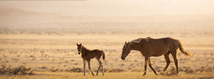 Wild Horses in the Namib Desert - 3