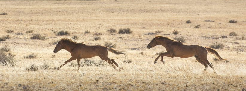 Wild horses in the Namib Desert