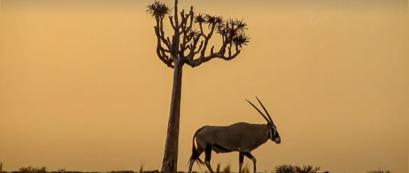 Gondwana Canyon Park's conservation