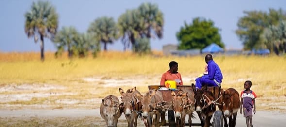 On donkey-carts: A different way of being