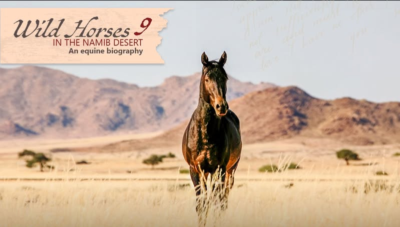 Wild Horses in the Namib Desert - 9