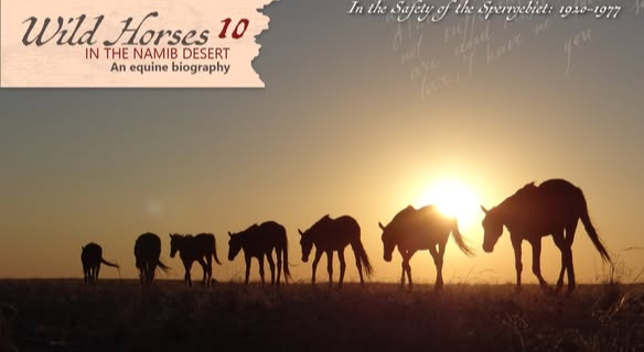 Wild Horses in the Namib Desert - 11