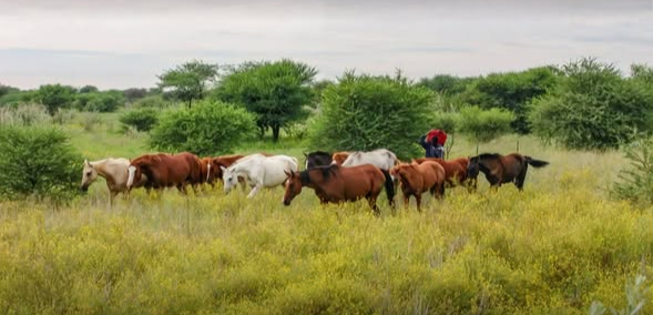 Horse treks from Windhoek to northern Namibia