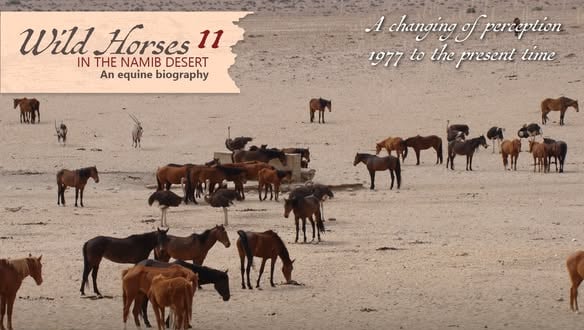 Wild Horses in the Namib - 11
