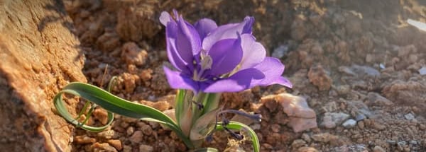 Aus in bloom