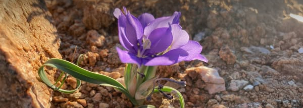 Aus in bloom