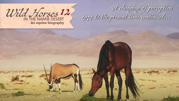 Wild horses