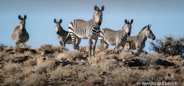 The return of  the Hartmann's Mountain Zebra