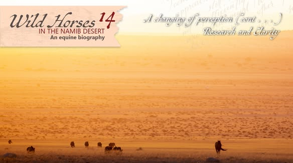 Wild Horses in the Namib Desert - 14