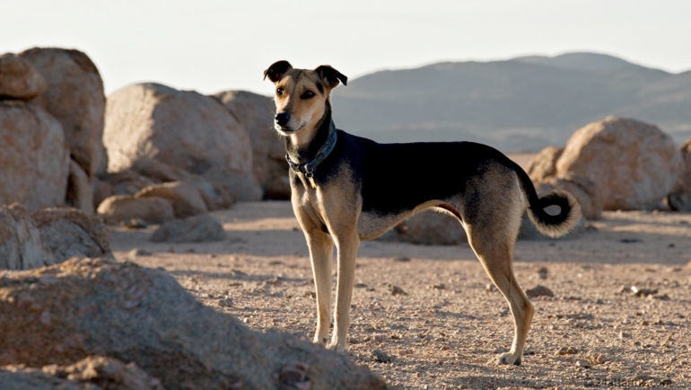 African Dog