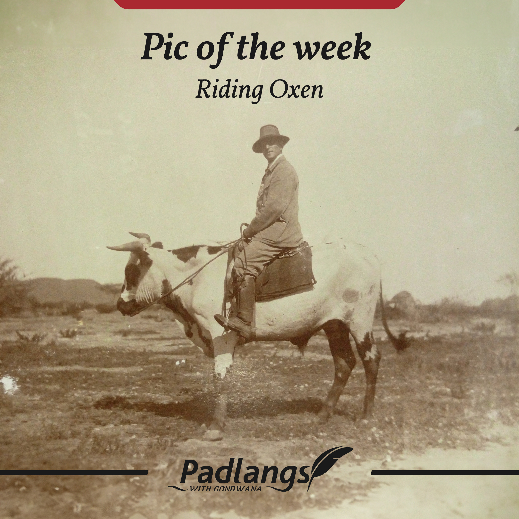 Riding-oxen